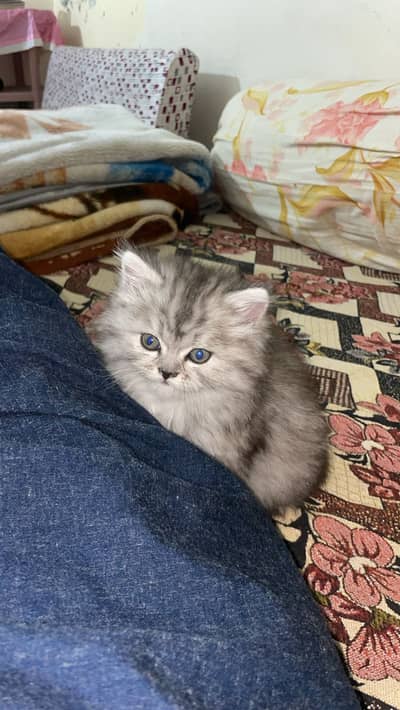 very active Persian kitten grey with white color