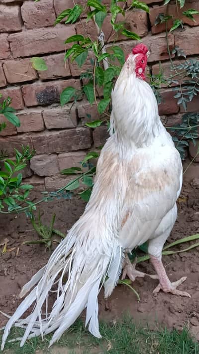 Aseel paper white breeder