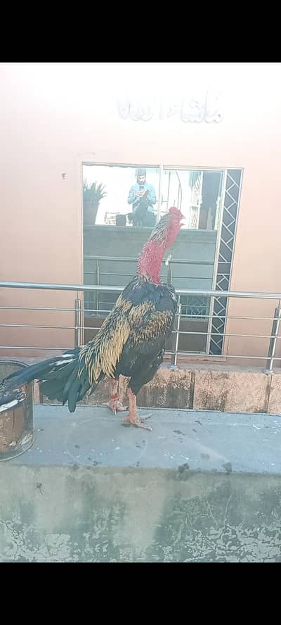 Full Strong Murga Pak Aseel Maiwali