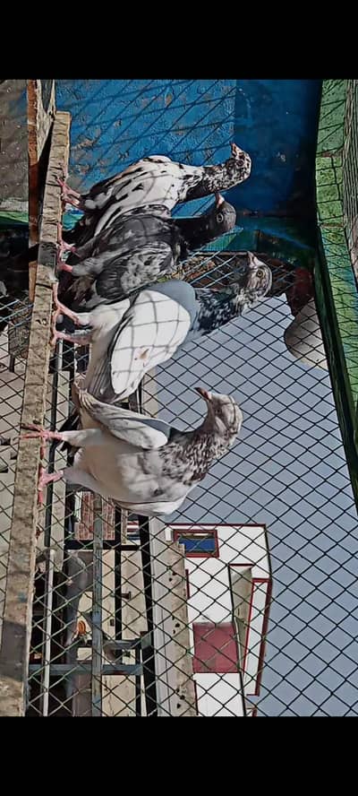 High flyer Baby Pigeons