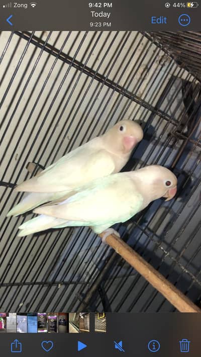 Black eyes Latino Breeding Pairs