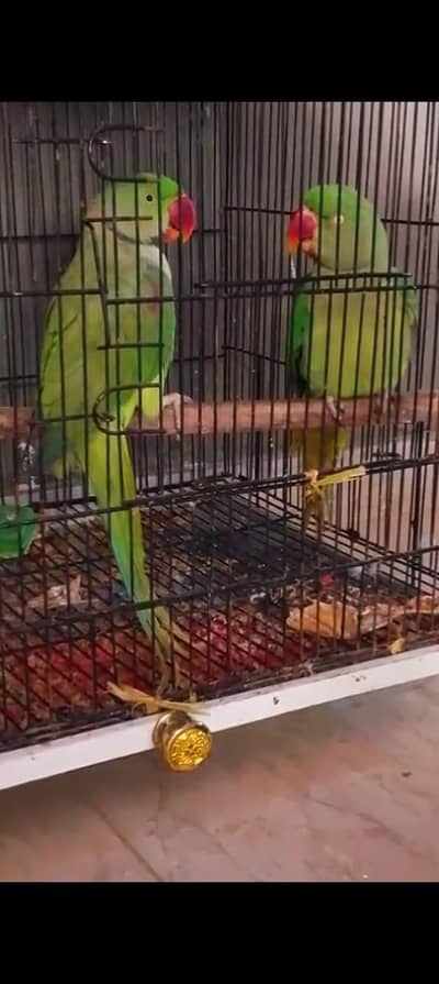 parrot for sell