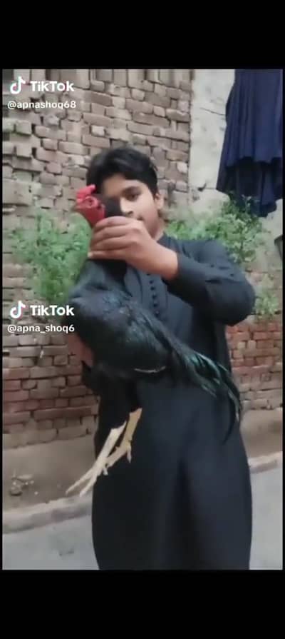 is murge ke chuze available ha