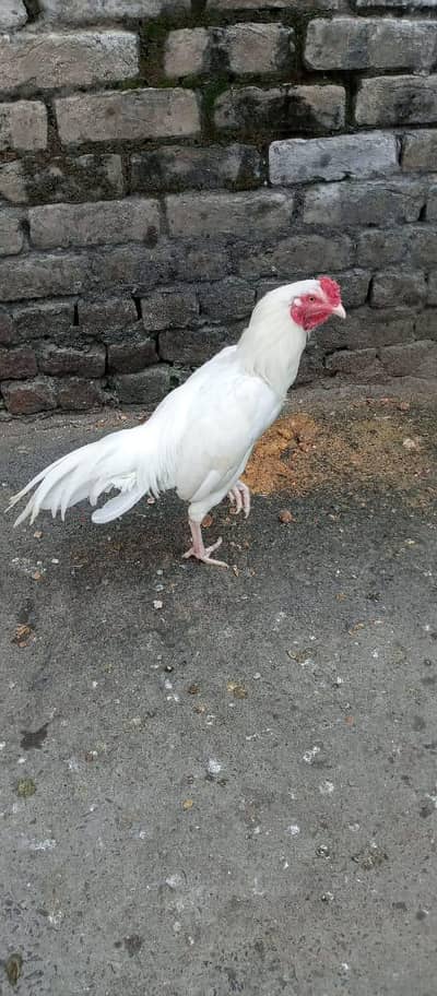 papar white hera patha