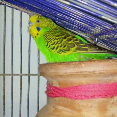 Australian parrot pair for sale