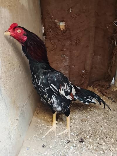 homebreed Ka patha ha