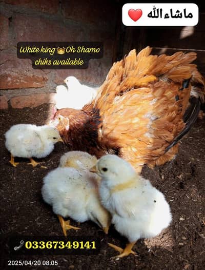 White Shamo chiks & fresh fertile eggs available 03367349141