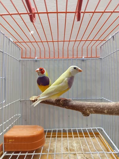 YELLOW BACK BONDED PAIR