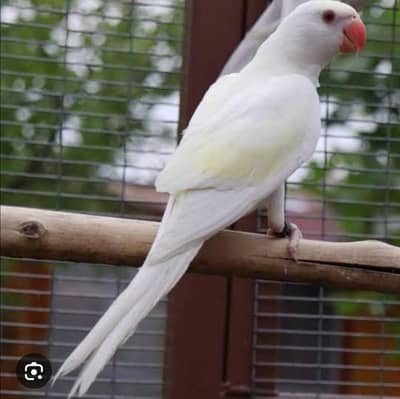 white ring neck male perrot for sale