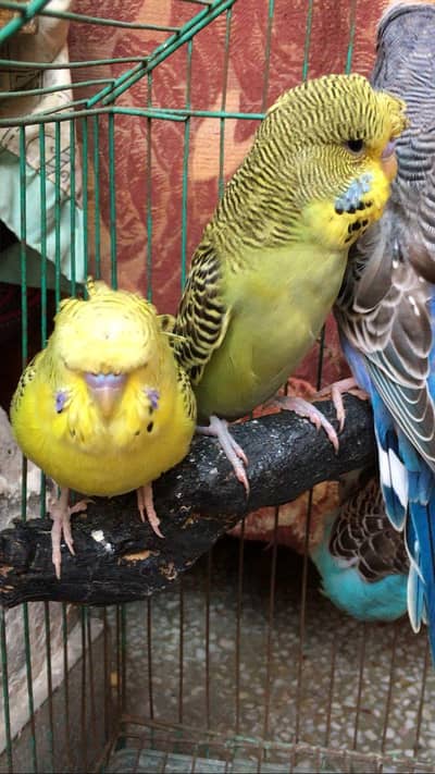 tcb backfrill male for sale