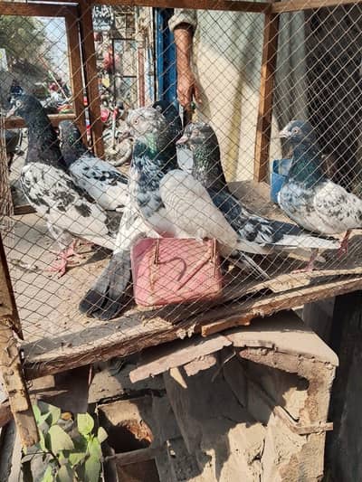 Royal teddy for sale 03219436141