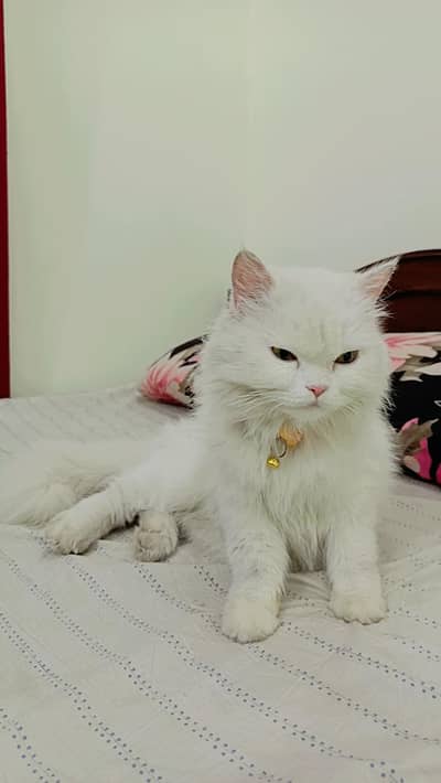 Semi Punch Female kitten