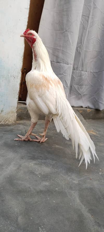 orangi town raisamrohi