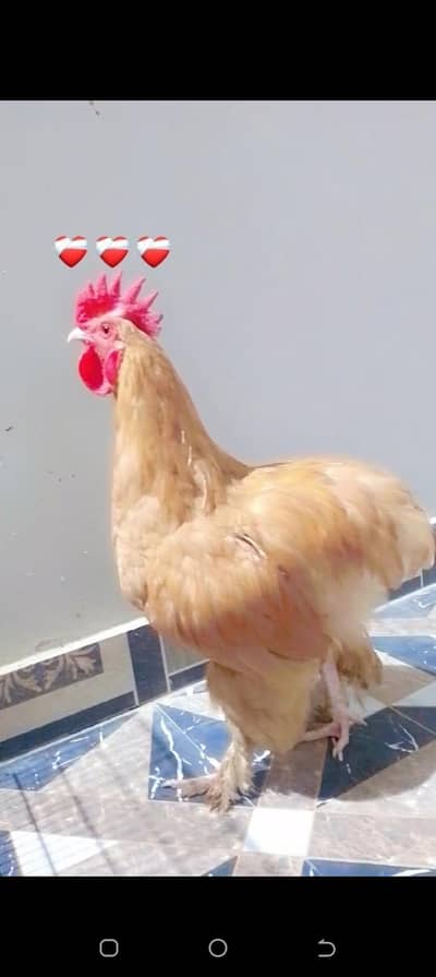 golden buff breading pair