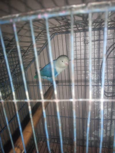 Blue Oplime Male for sale