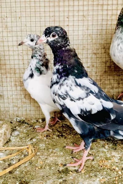 Pathiya patha for sale