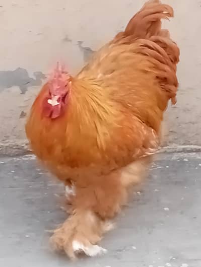 Male Breeder Golden Buff