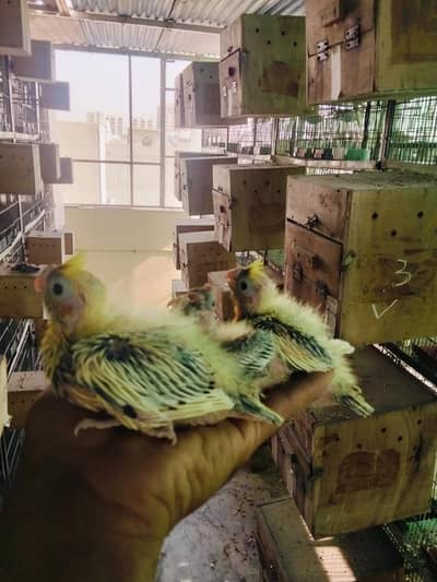 V pied cockatiels Babies