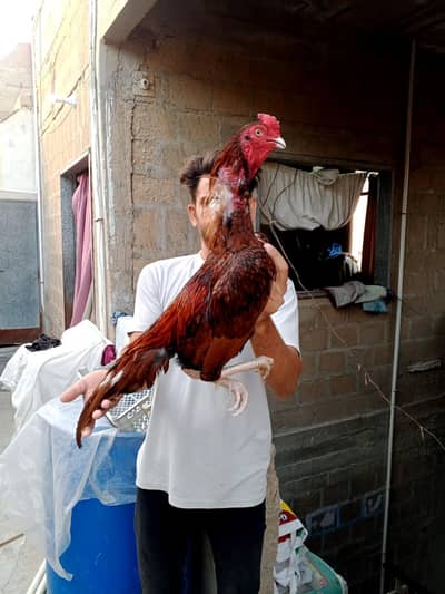 high class narangi murga 03711036880