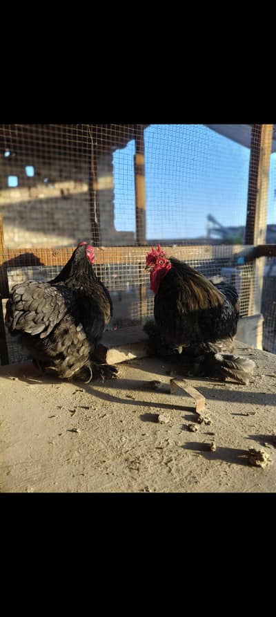 Bantam Breeder Pair 100%
