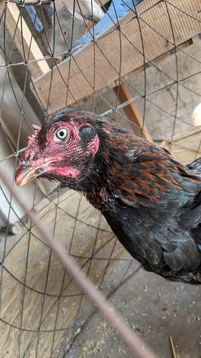 Aseel thai cross a+ quality  egg laying kudak wali hen hai