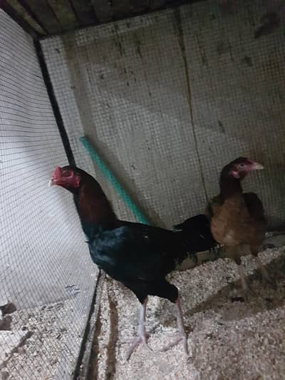 Aseel thai cross a+ quality