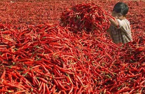 high & premium quality Red chilli & spices