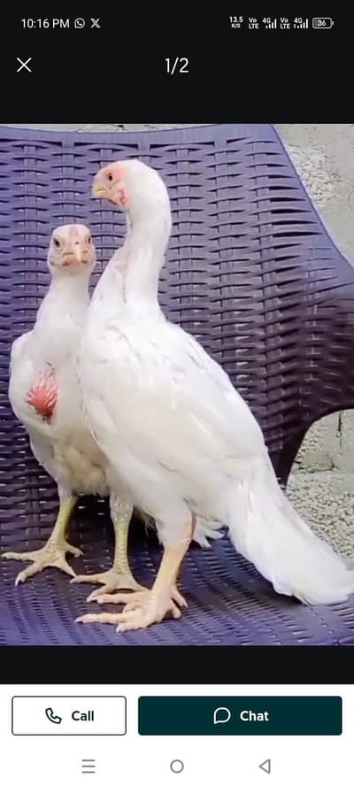 Parrot big. murga age 3month age Whatsapp number 03071462214