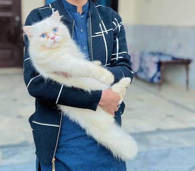 Persian male cat for sale