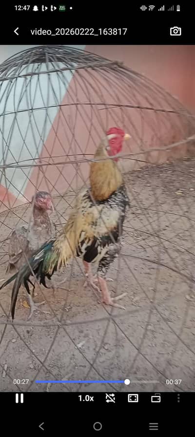 1 breeder male or one breeder over size female and one duck03072149677