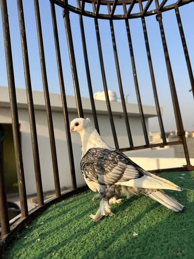 Black cherry sentinent 2 chicks pairs