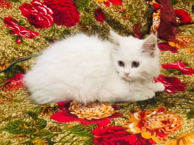 3 months persian kitten