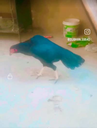 full black mushka murgi