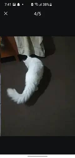 tripel coted  white  persion