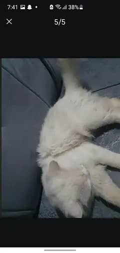 tripel coted  white  persion