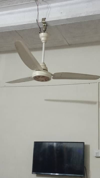 چھت کا پنکھا