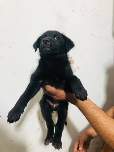 03475981324 for more details