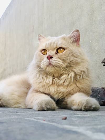 Persian Stud Male Cat