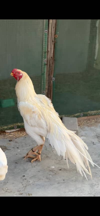 Indian parrot beak eggs