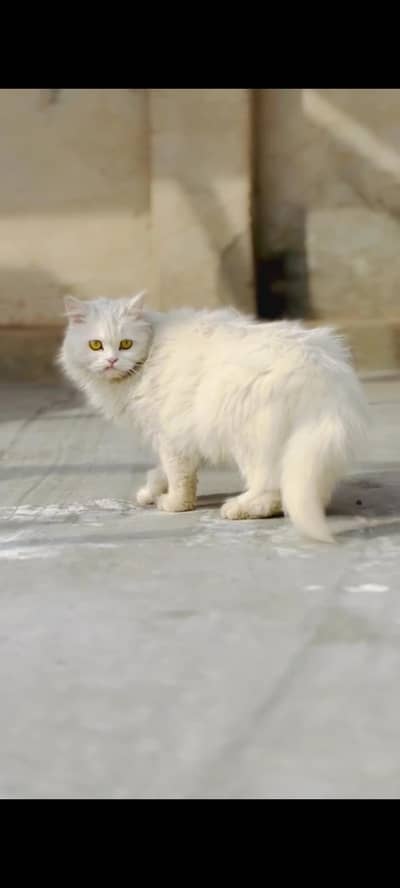 PERSIAN ADULT FEMALE