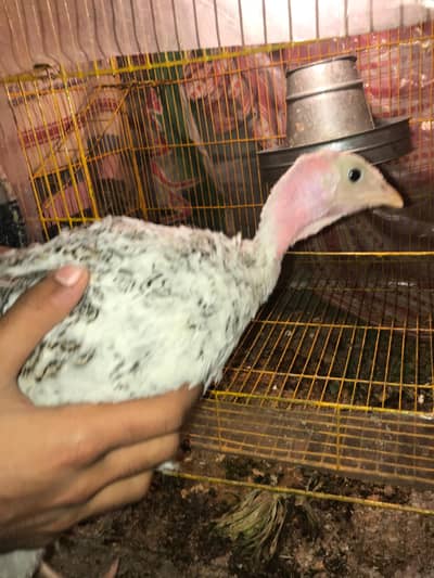 Turkey Bird 4+ Months