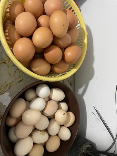 Austrolop & Lohman brown fertile eggs