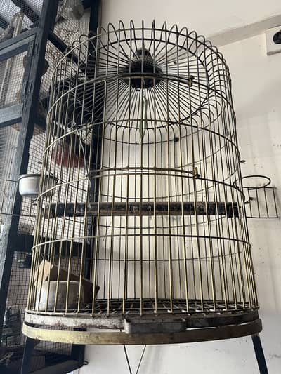 Big bird cage