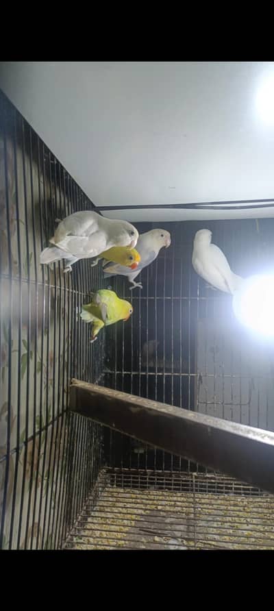 mix love bird breeder pair for sale location Lahore shad bagh