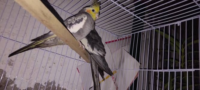 cocktail parrot pair for sale