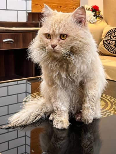 persian cat full demanded and triple coat