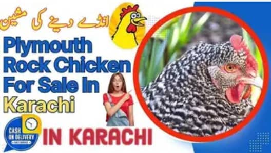 Plymouth n Australorp egg laying for sale in Karachi