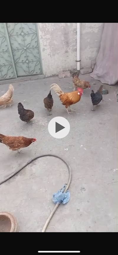 Desi Misri female for Sale or Exchange