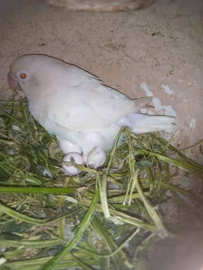 4 love bird breeder pairs