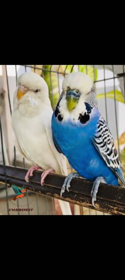 king size pair available for sale Female Exibition working Red eyes ha